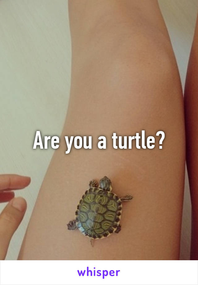 Are you a turtle?