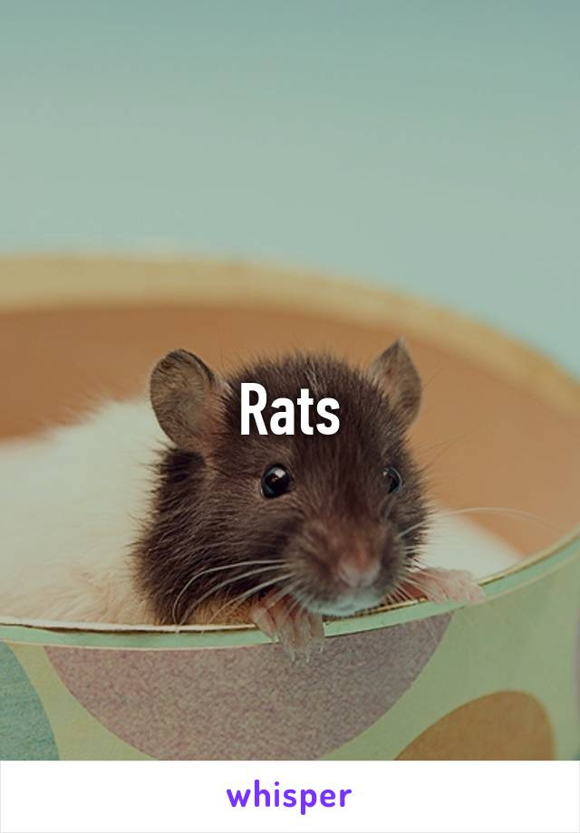 Rats