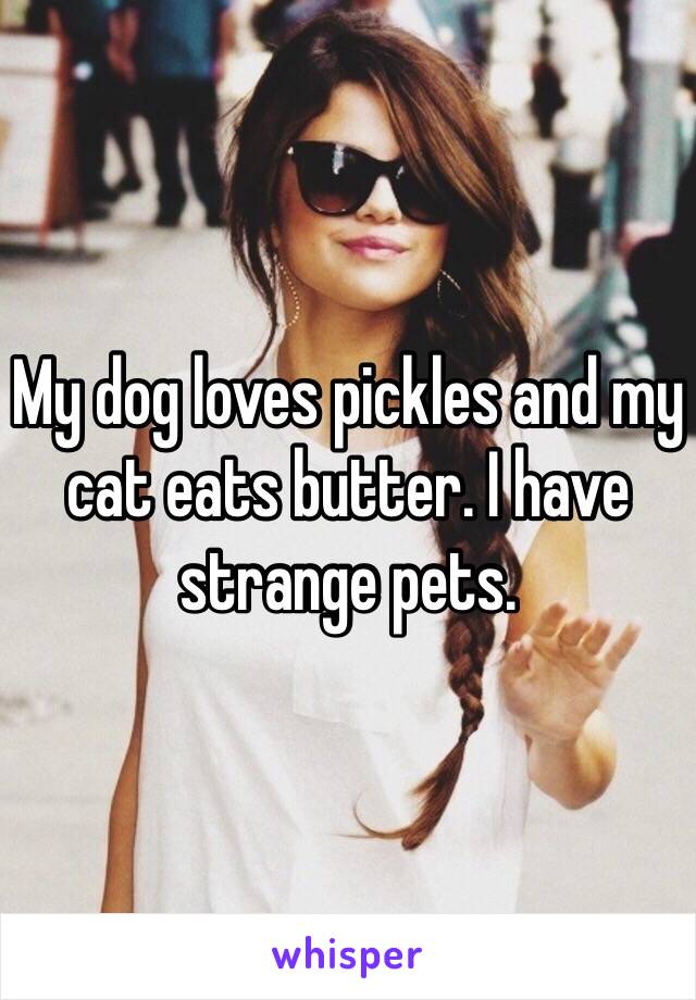 My dog loves pickles and my cat eats butter. I have strange pets. 