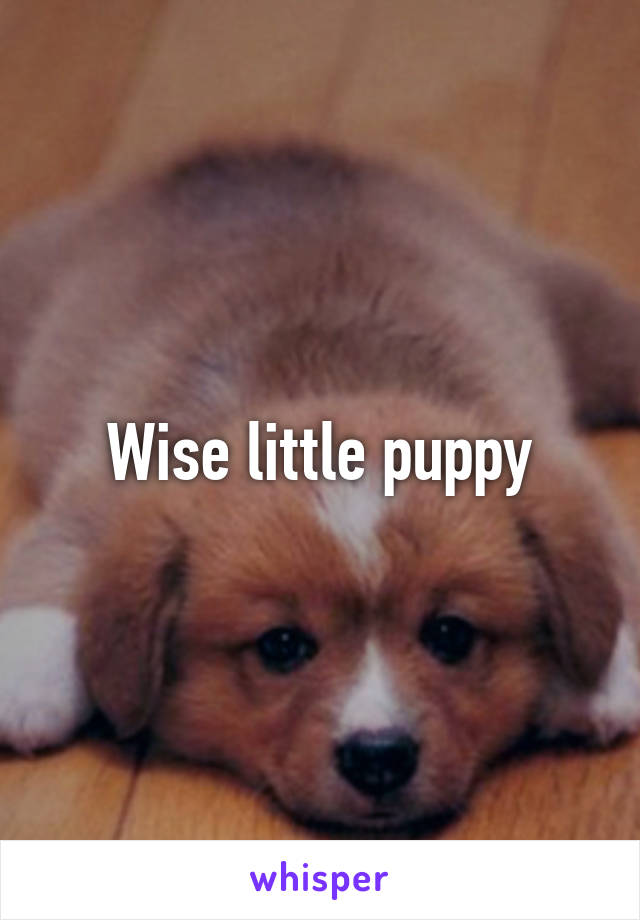 Wise little puppy