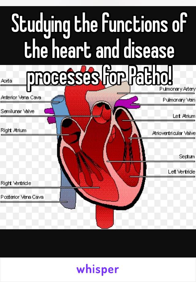 Studying the functions of the heart and disease processes for Patho!