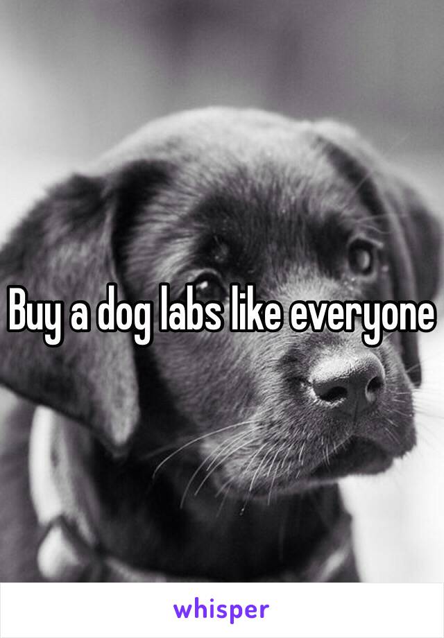 Buy a dog labs like everyone