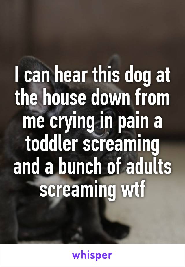 I can hear this dog at the house down from me crying in pain a toddler screaming and a bunch of adults screaming wtf