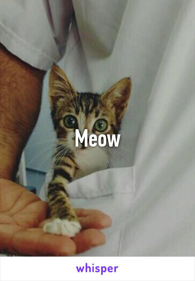 Meow