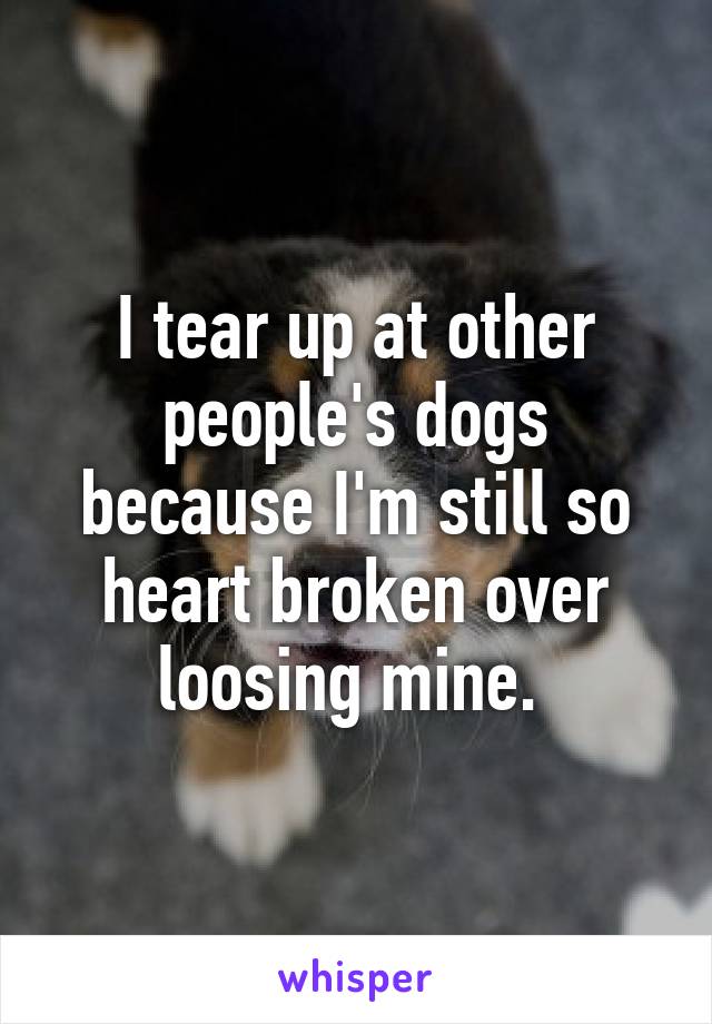 I tear up at other people's dogs because I'm still so heart broken over loosing mine. 