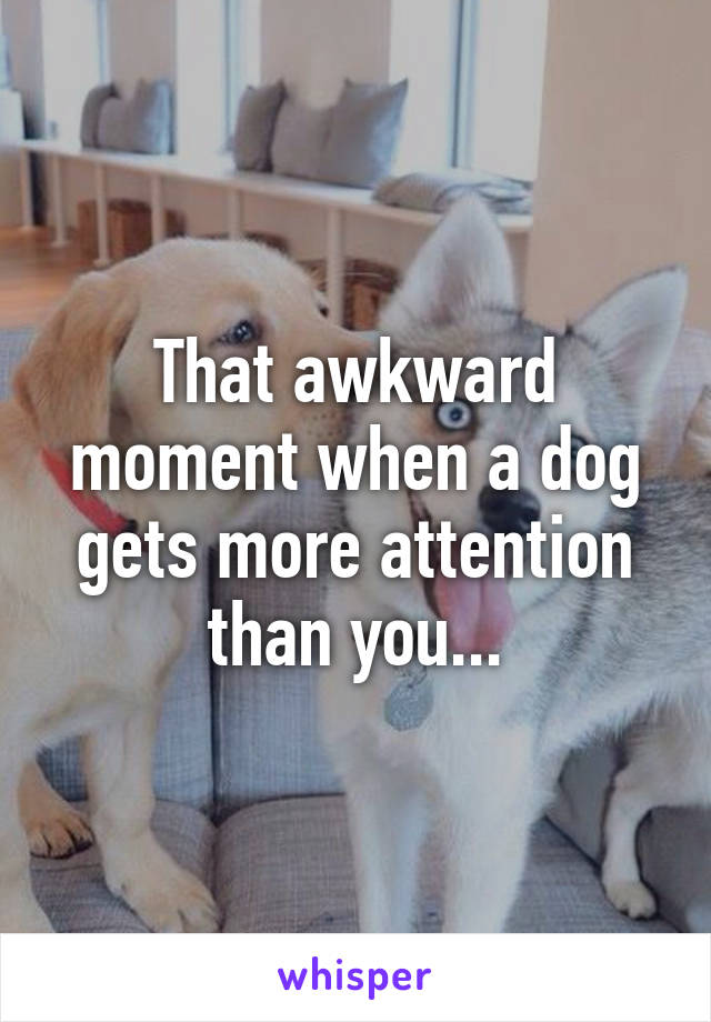 That awkward moment when a dog gets more attention than you...