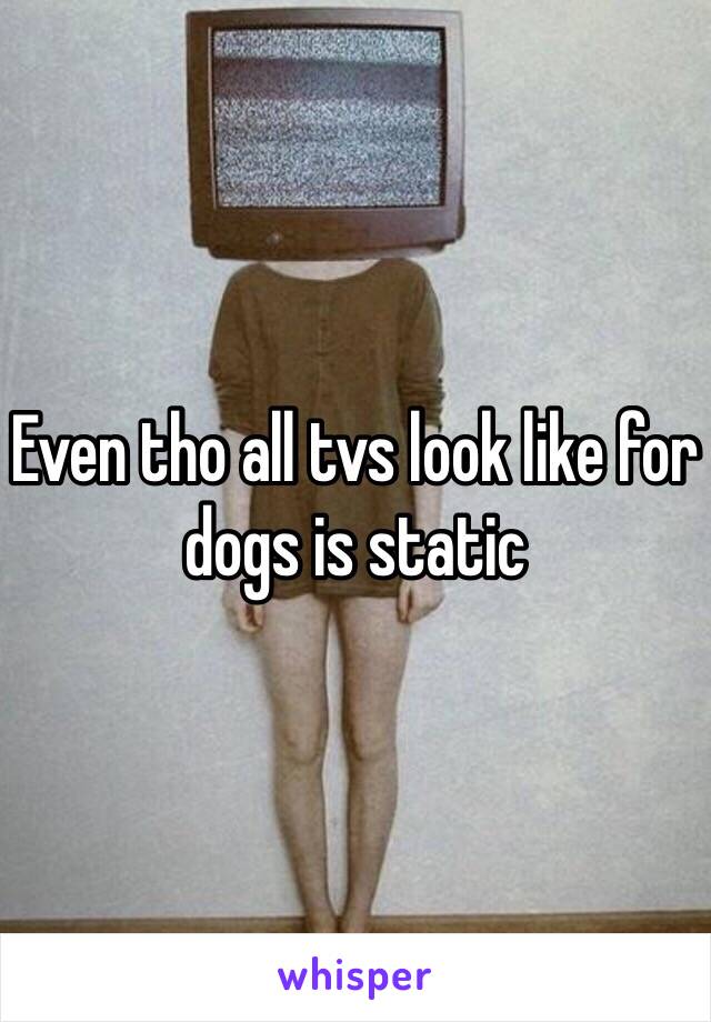 Even tho all tvs look like for dogs is static