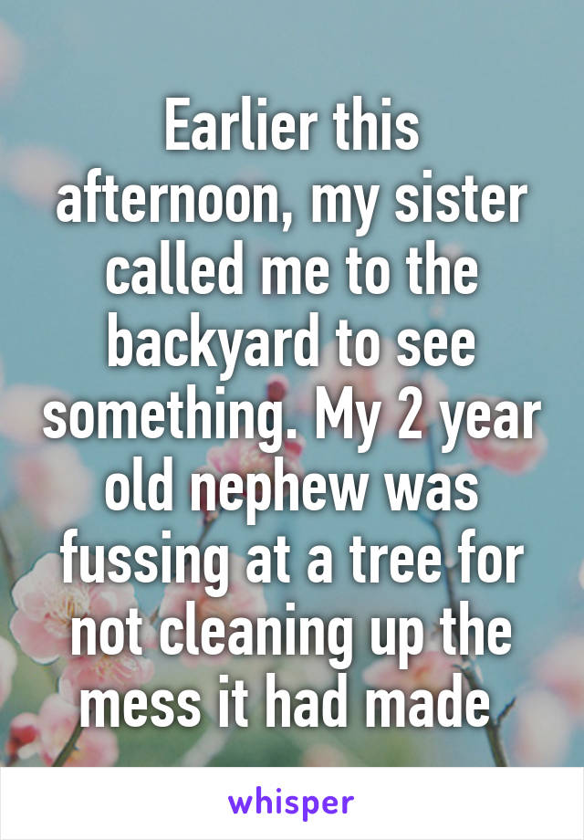 Earlier this afternoon, my sister called me to the backyard to see something. My 2 year old nephew was fussing at a tree for not cleaning up the mess it had made 