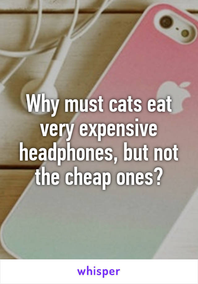 Why must cats eat very expensive headphones, but not the cheap ones?