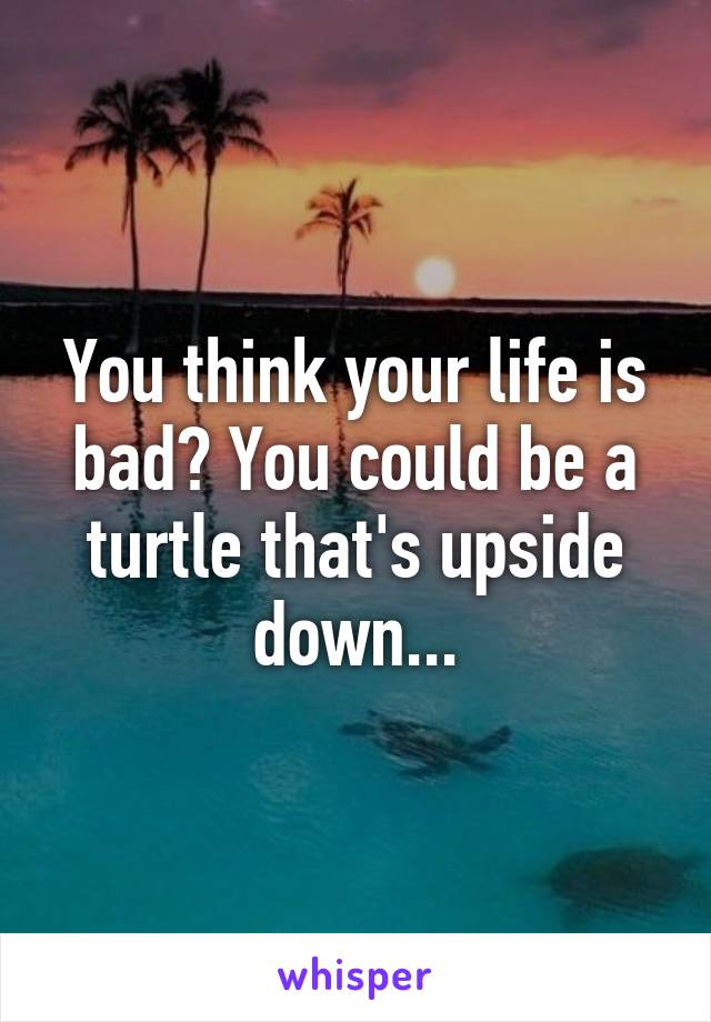 You think your life is bad? You could be a turtle that's upside down...