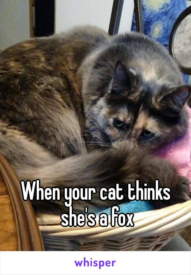 When your cat thinks she's a fox