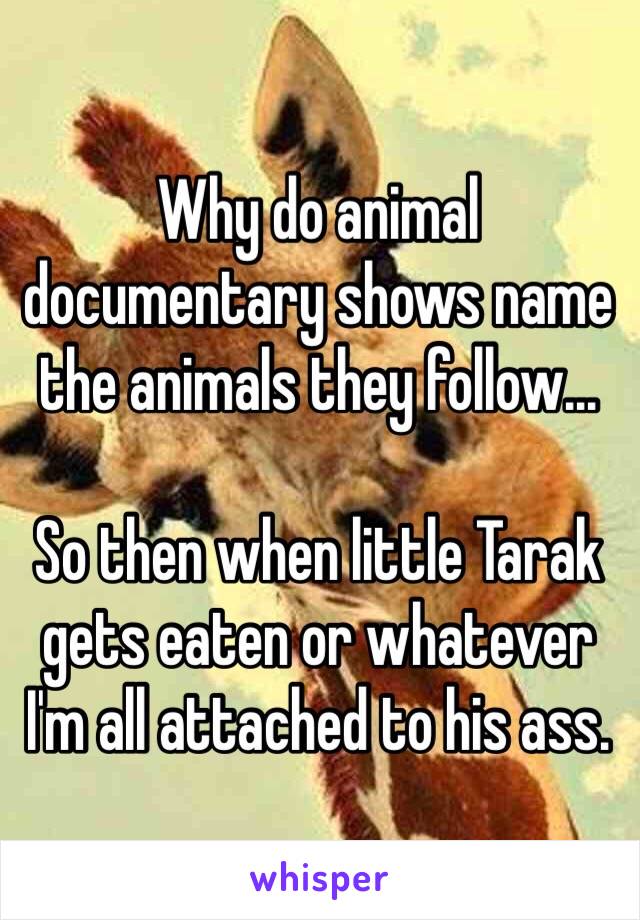 Why do animal documentary shows name the animals they follow...

So then when little Tarak gets eaten or whatever I'm all attached to his ass. 