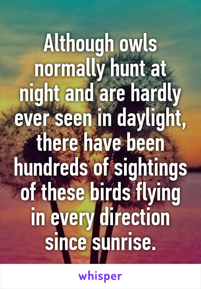 Although owls normally hunt at night and are hardly ever seen in daylight, there have been hundreds of sightings of these birds flying in every direction since sunrise.