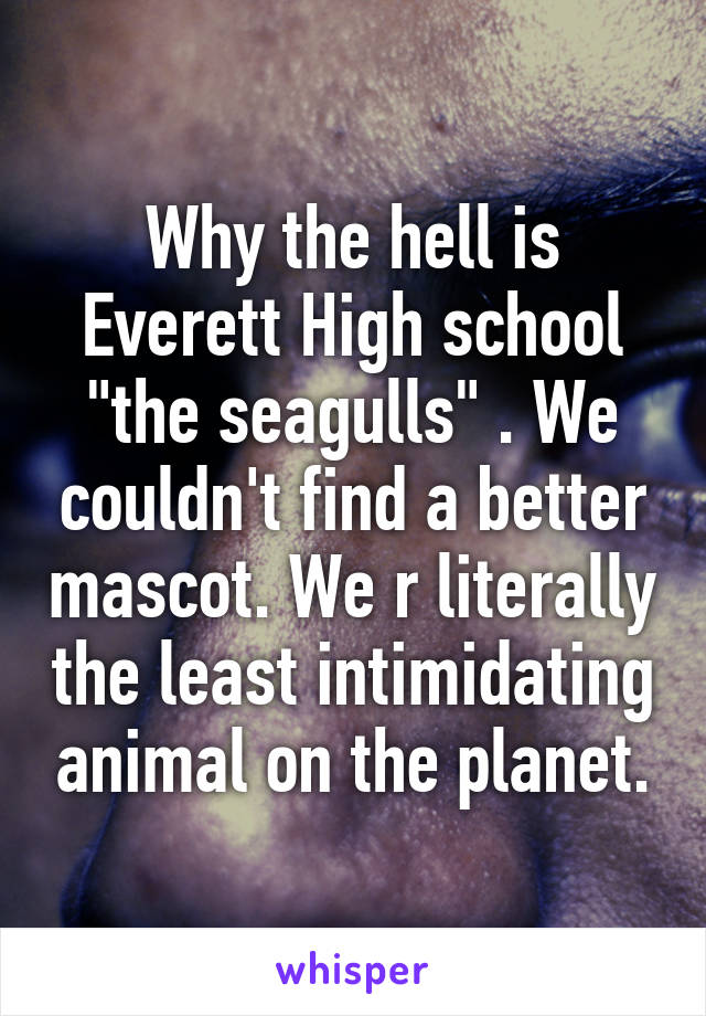 Why the hell is Everett High school "the seagulls" . We couldn't find a better mascot. We r literally the least intimidating animal on the planet.