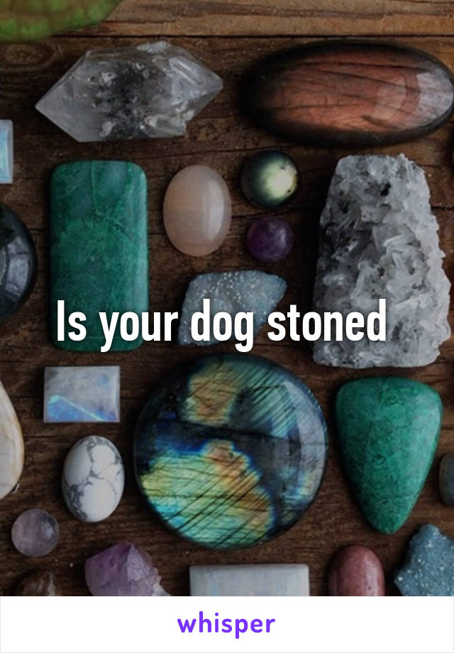 Is your dog stoned 