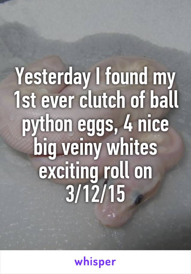 Yesterday I found my 1st ever clutch of ball python eggs, 4 nice big veiny whites exciting roll on 3/12/15