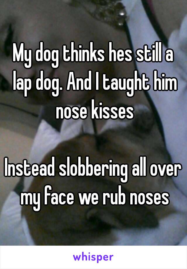 My dog thinks hes still a lap dog. And I taught him nose kisses

Instead slobbering all over my face we rub noses