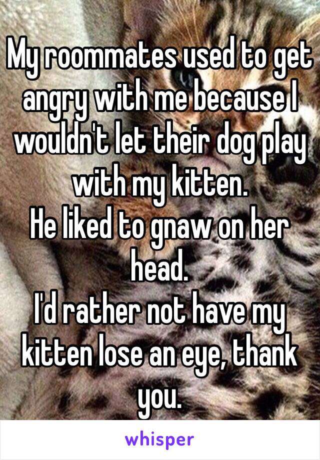 My roommates used to get angry with me because I wouldn't let their dog play with my kitten. 
He liked to gnaw on her head. 
I'd rather not have my kitten lose an eye, thank you. 