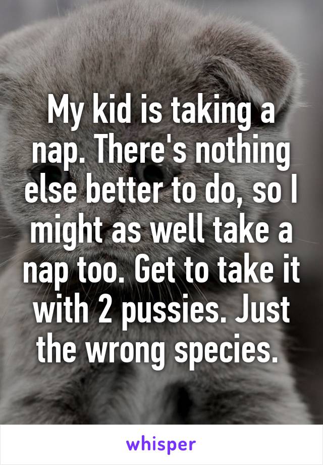 My kid is taking a nap. There's nothing else better to do, so I might as well take a nap too. Get to take it with 2 pussies. Just the wrong species. 