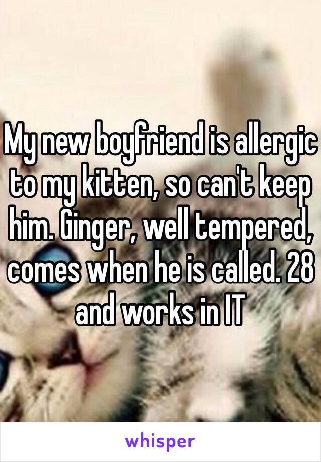 My new boyfriend is allergic to my kitten, so can't keep him. Ginger, well tempered, comes when he is called. 28 and works in IT