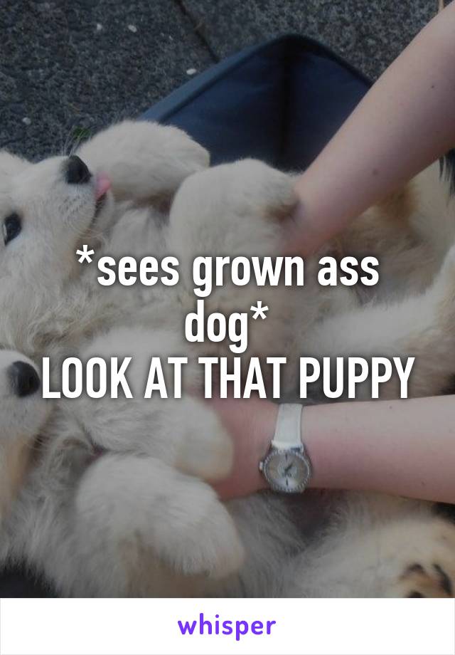 *sees grown ass dog*
LOOK AT THAT PUPPY