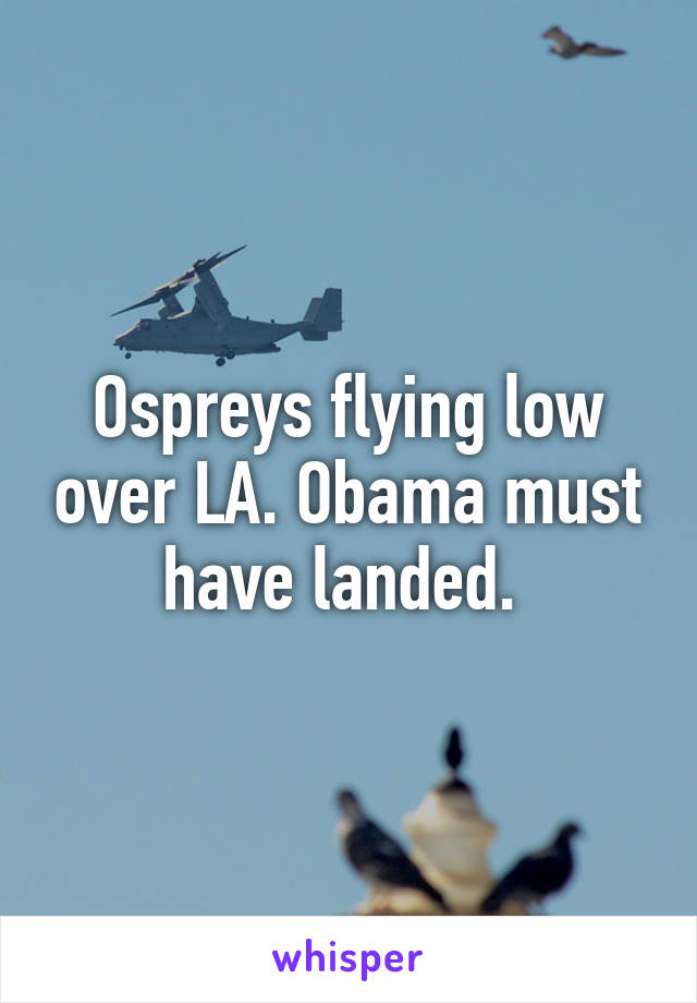 Ospreys flying low over LA. Obama must have landed. 