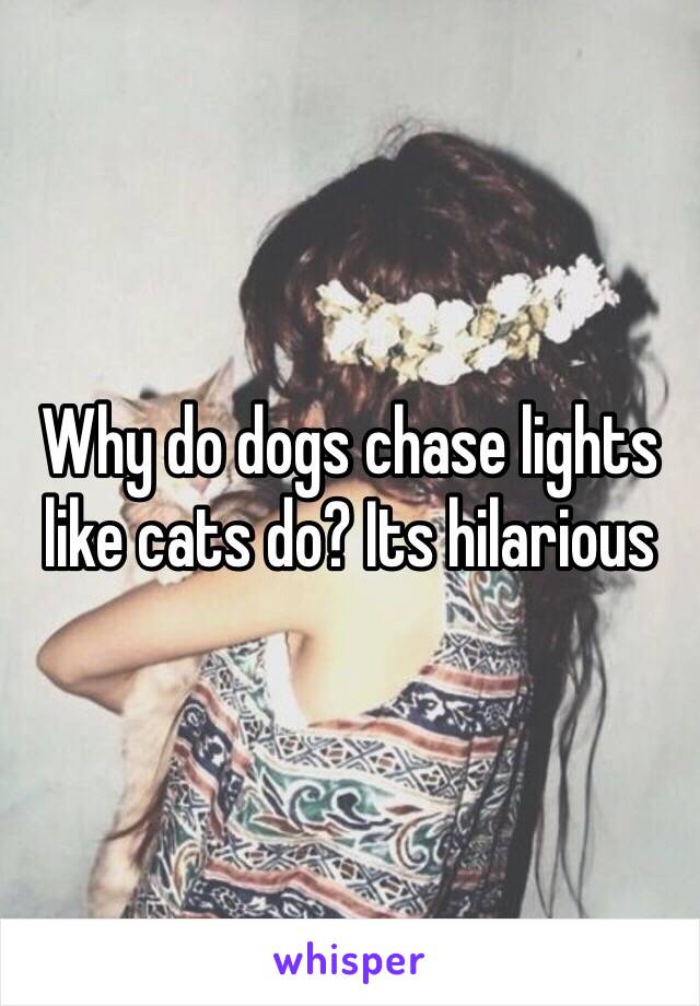 Why do dogs chase lights like cats do? Its hilarious 