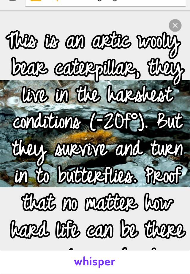 This is an artic wooly bear caterpillar, they live in the harshest conditions (-20f°). But they survive and turn in to butterflies. Proof that no matter how hard life can be there is always hope!