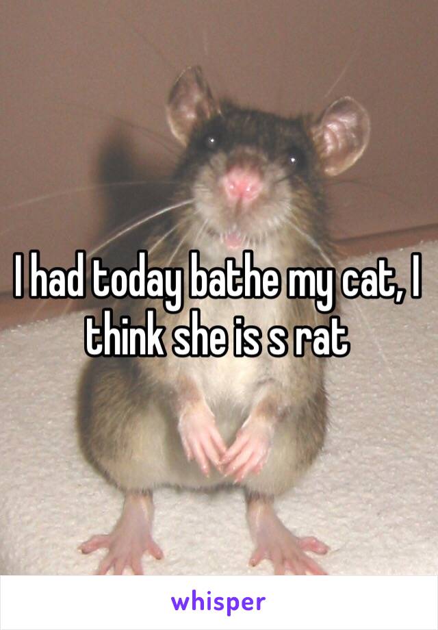 I had today bathe my cat, I think she is s rat