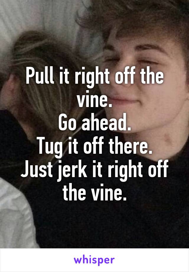 Pull it right off the vine.
Go ahead.
Tug it off there.
Just jerk it right off the vine.