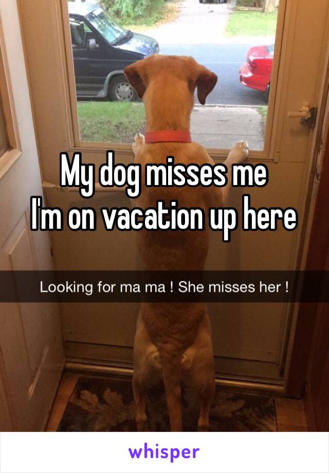 My dog misses me 
I'm on vacation up here 