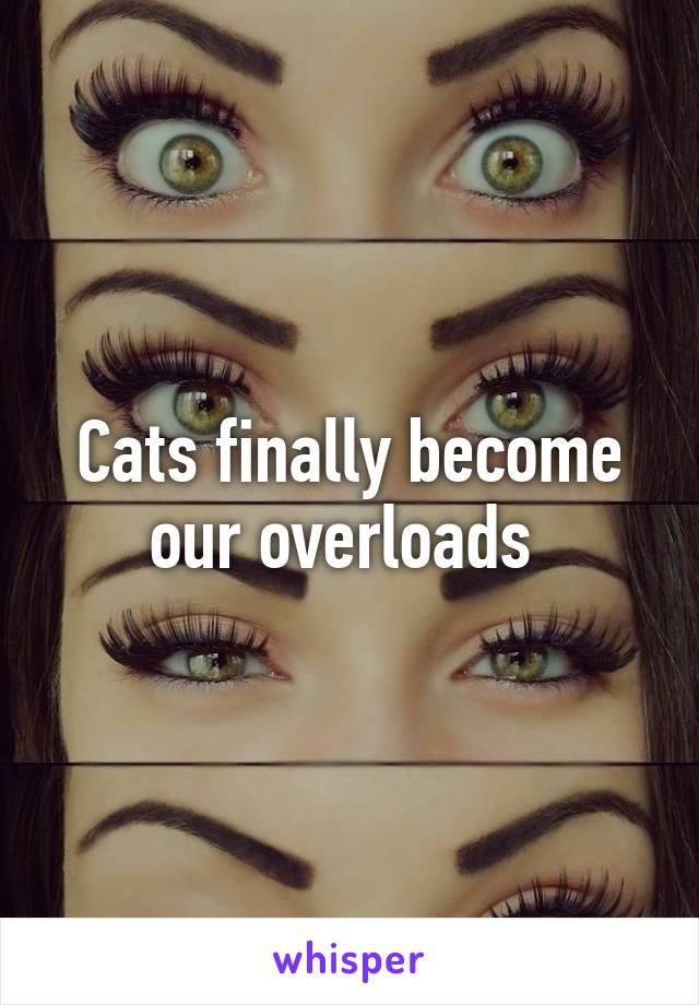 Cats finally become our overloads 