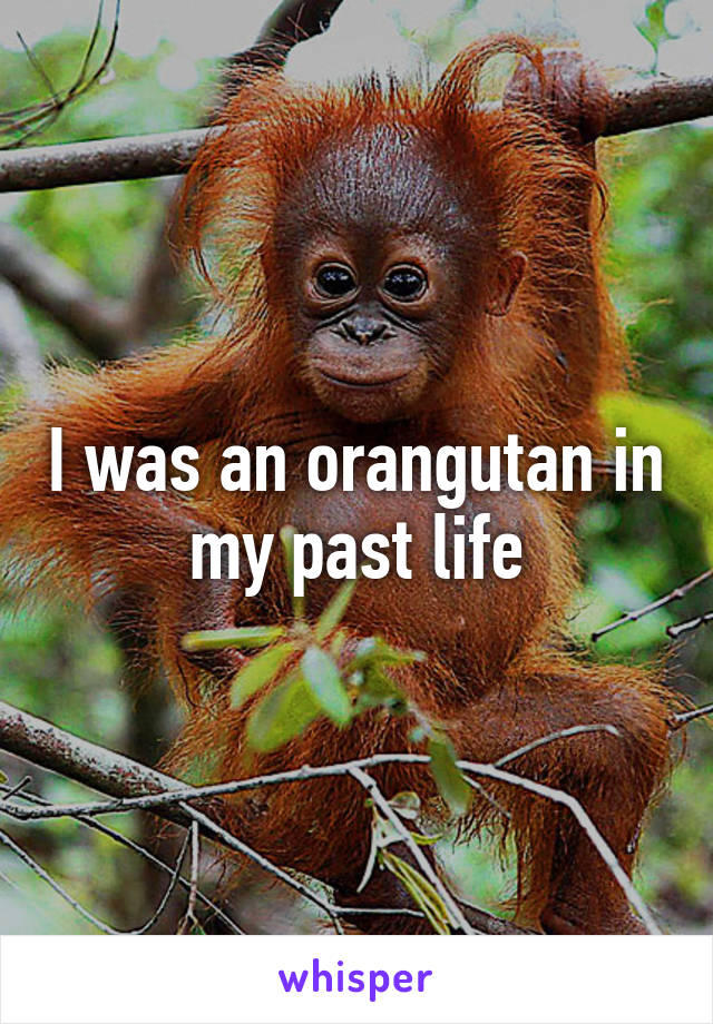 I was an orangutan in my past life