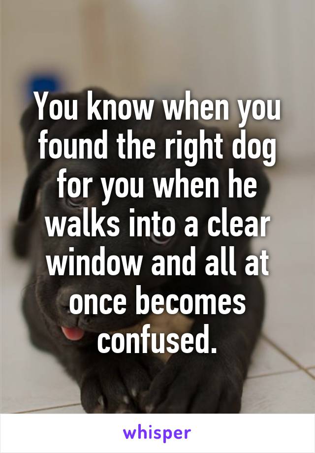 You know when you found the right dog for you when he walks into a clear window and all at once becomes confused.