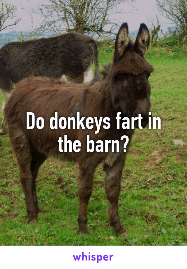 Do donkeys fart in the barn?