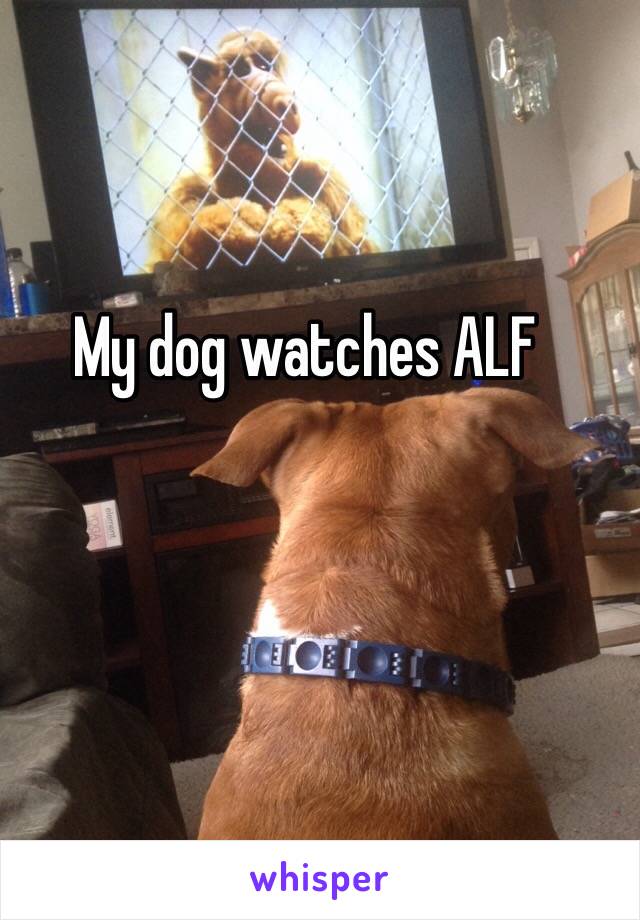 My dog watches ALF