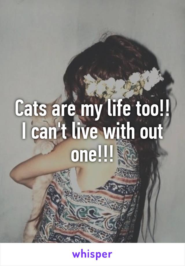 Cats are my life too!! I can't live with out one!!!