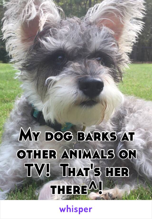 My dog barks at other animals on TV!  That's her there^! 