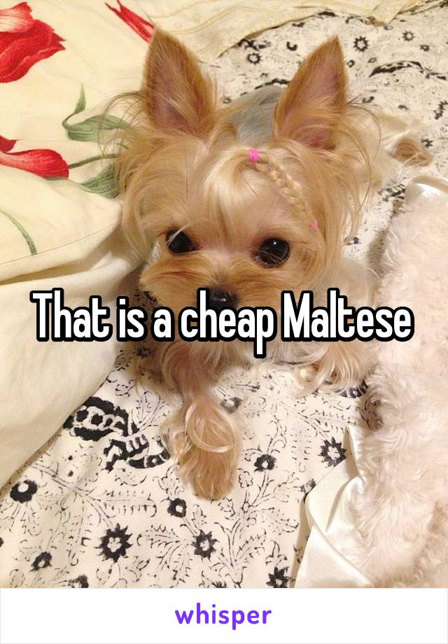 That is a cheap Maltese 