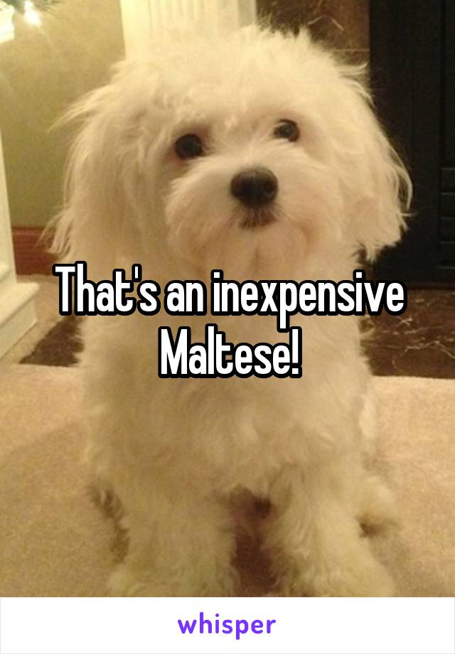 That's an inexpensive Maltese!