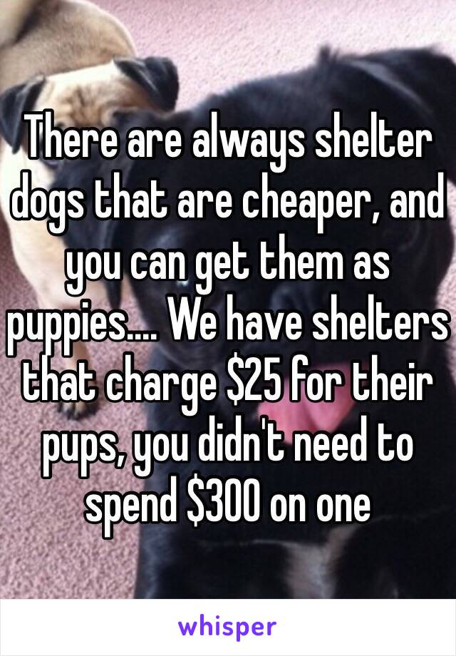 There are always shelter dogs that are cheaper, and you can get them as puppies.... We have shelters that charge $25 for their pups, you didn't need to spend $300 on one 