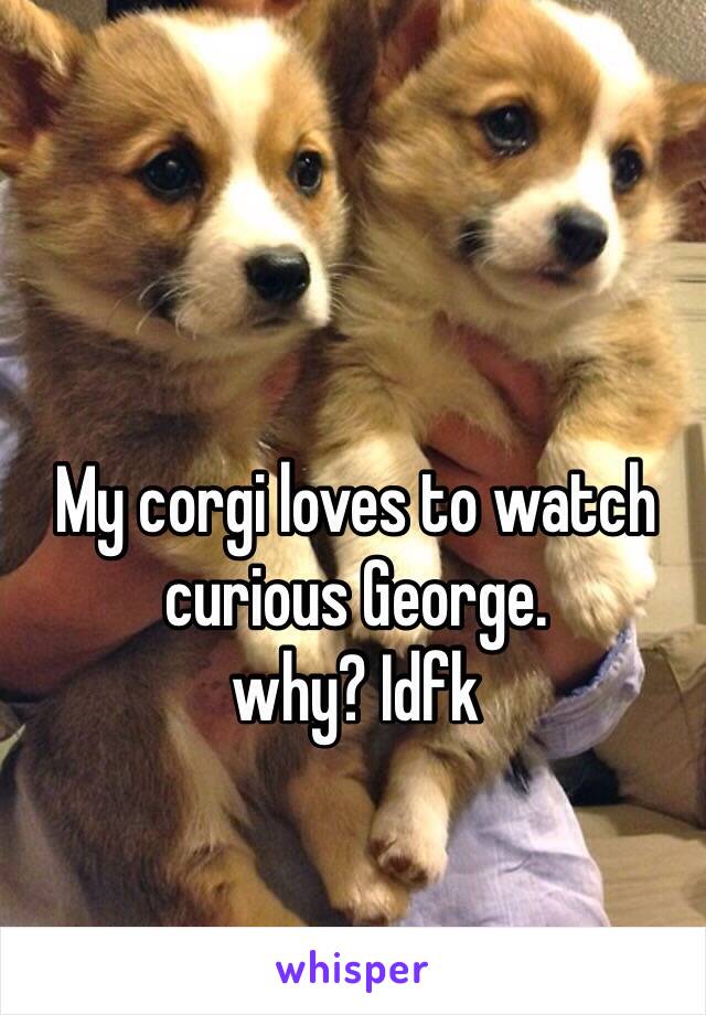 My corgi loves to watch curious George. 
why? Idfk