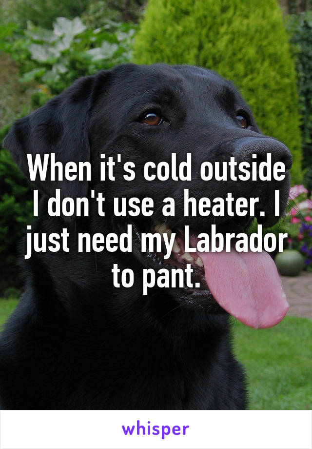 When it's cold outside I don't use a heater. I just need my Labrador to pant.