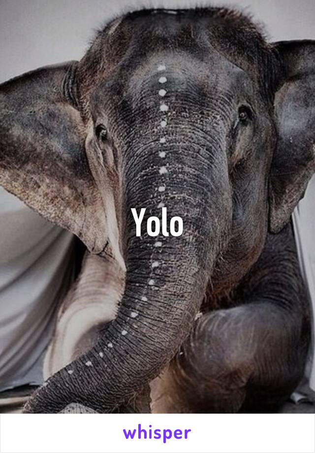 Yolo