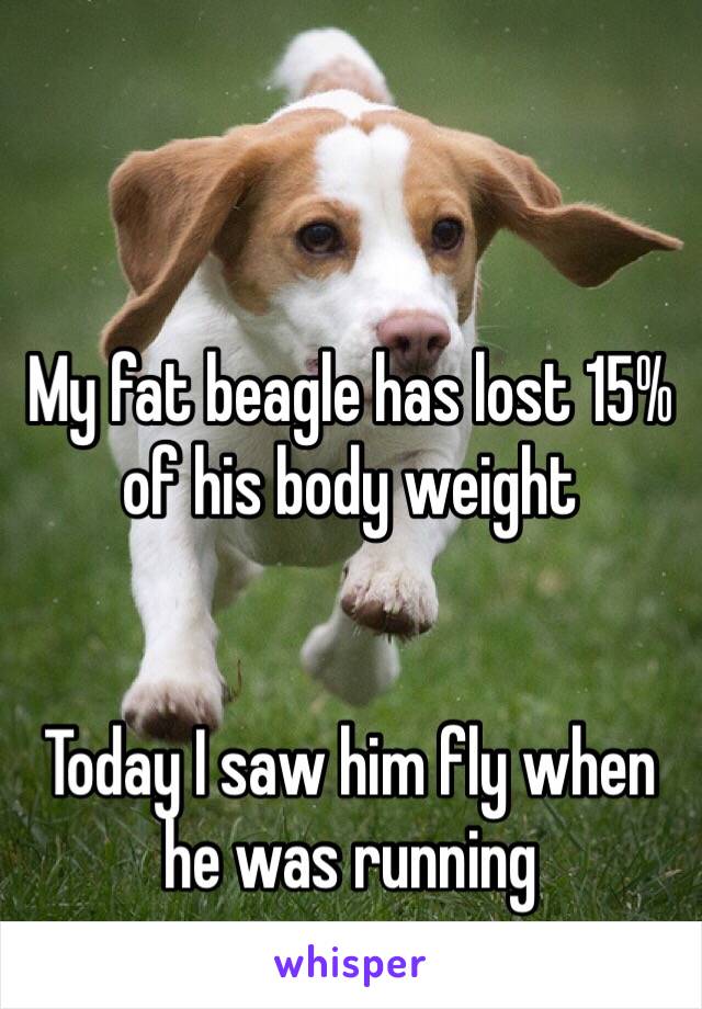 My fat beagle has lost 15% of his body weight 


Today I saw him fly when he was running 