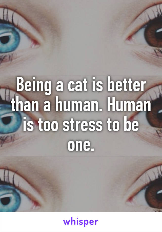 Being a cat is better than a human. Human is too stress to be one.