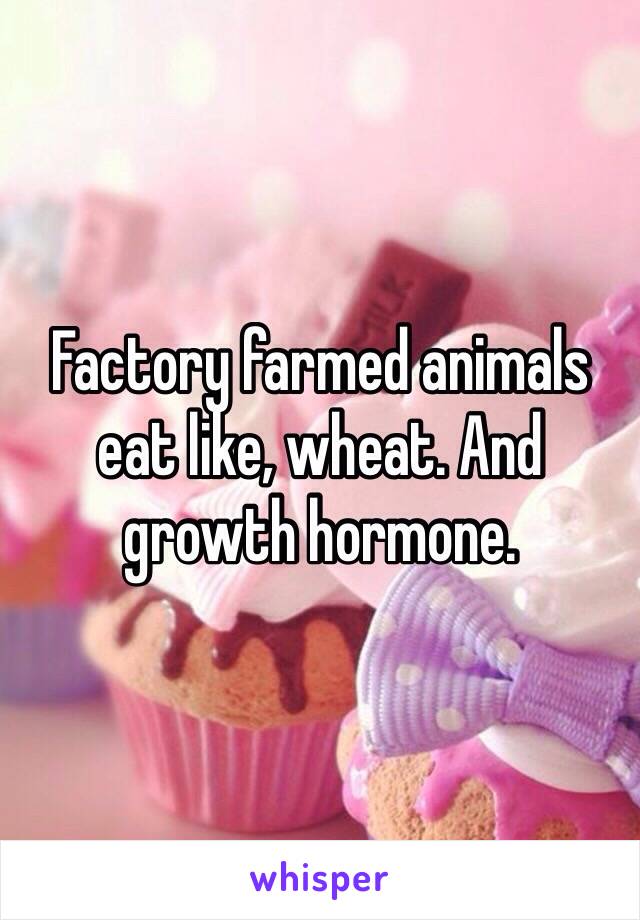 Factory farmed animals eat like, wheat. And growth hormone.