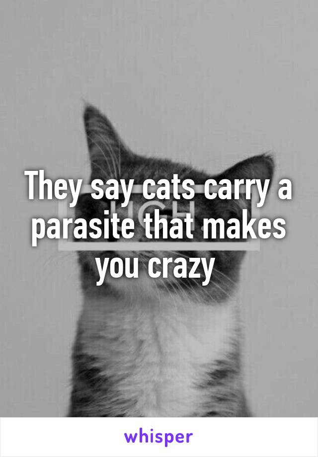 They say cats carry a parasite that makes you crazy 