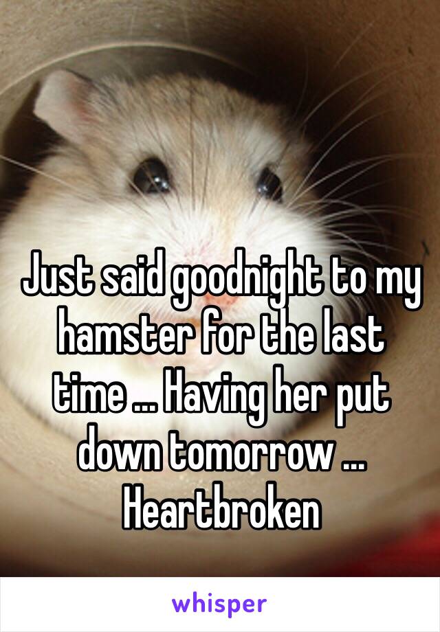 Just said goodnight to my hamster for the last time ... Having her put down tomorrow ... Heartbroken 