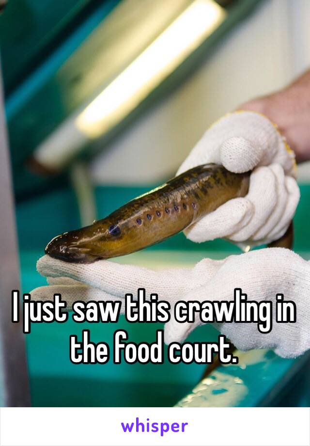 I just saw this crawling in the food court. 
